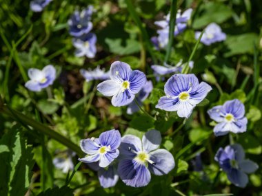 İnce, sürünen iplik sapı Speedwell ya da Whetzel otu (Veronica filiforis) beyaz uçlu çiçeklerle dört-ayaklı mavimsi çiçekle çiçek açar