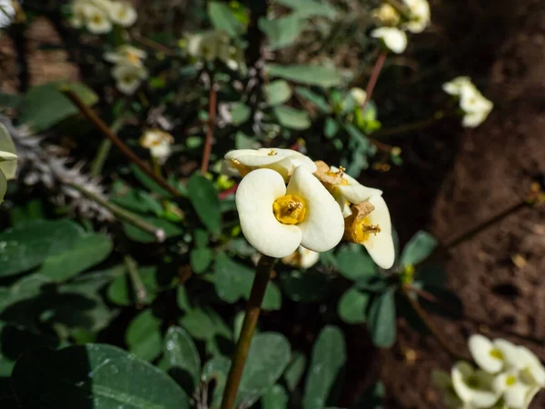 Macro shot of the Crown of thorns, Christ plant or Christ thorn (Euphorbia milii) flowering with small white flowers subtended by a pair of petal-like bracts