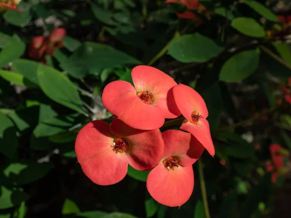 Macro shot of the Crown of thorns, Christ plant or Christ thorn (Euphorbia milii var. splendens) flowering with small pink flowers subtended by a pair of petal-like bracts