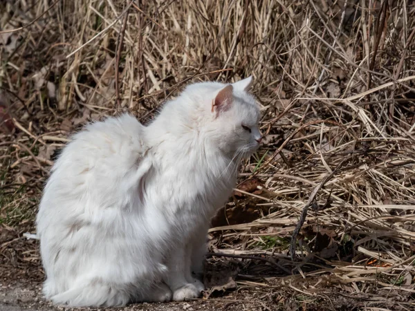 Schöne Weiße Flauschige Katze Die Trockenen Gras Sitzt Und Hellen — Stockfoto