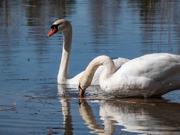 Ett Par Vuxna Stumma Svanar Cygnus Olor Simmar Tillsammans Vattnet — Stockfoto