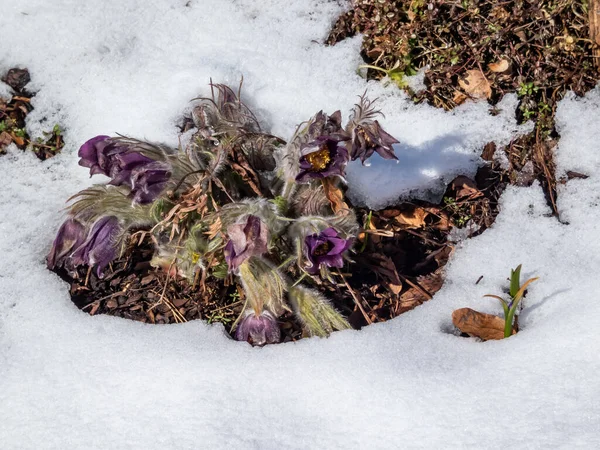 Gros Plan Fleur Printemps Violette Pulsatilla Gayeri Simonk Avec Centre — Photo