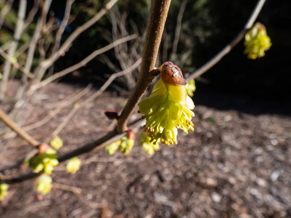 Winter Hazel Corylopsis Glandulifera Flowering Nodding Racemes Small Usually Fragrant — Stock Photo, Image