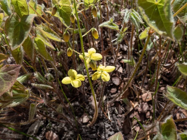 Barrenwort Epimedium Perralichicum Frohleiten Kwitnące Gromadami Jasnożółtych Kwiatów Wiosną — Zdjęcie stockowe
