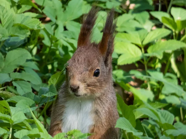 Close Opname Van Rode Eekhoorn Sciurus Vulgaris Met Wintergrijze Vacht — Stockfoto