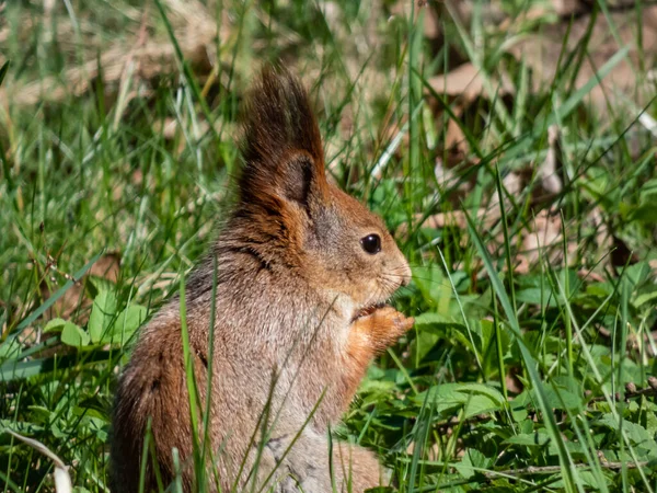 Close Shot Red Squirrel Sciurus Vulgaris Winter Grey Coat Sitting — Stock Photo, Image