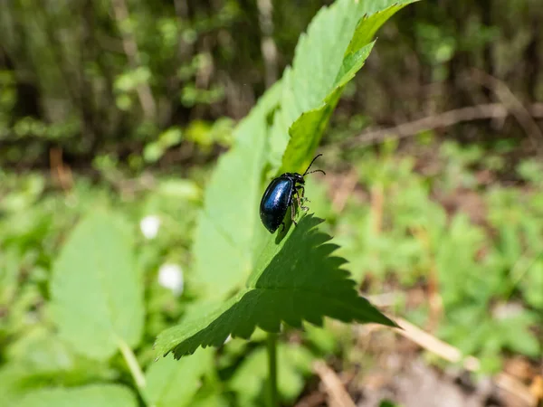 Macro Shot Alder Leaf Beetle Agelastica Alni Preto Azul Metálico — Fotografia de Stock