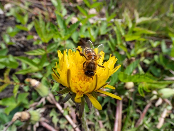 Macro shot of a single bee covered with yellow pollen on a yellow dandellion flower (Lion\'s tooth) flowering in a meadow with green grass in backgrund