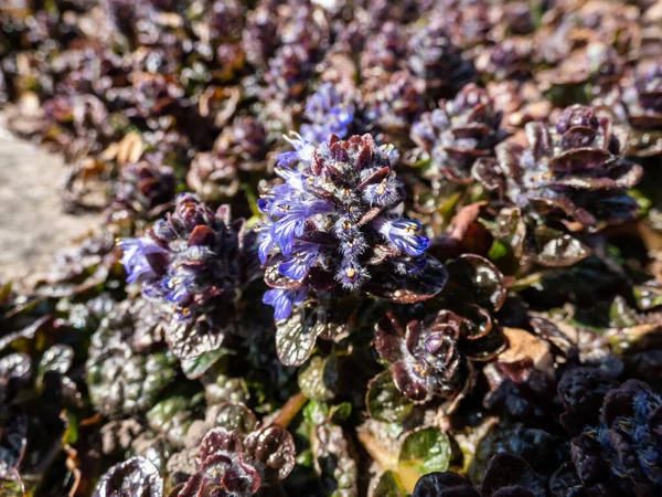 Macro shot of ground cover pyramidal bugle (Ajuga pyramidalis) \'Purple Crispa\' with the pale blue-violet, spiked inflorescence blooms in bright sunlight