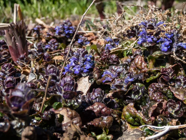 Macro shot of ground cover pyramidal bugle (Ajuga pyramidalis) \'Purple Crispa\' with the pale blue-violet, spiked inflorescence blooms in bright sunlight