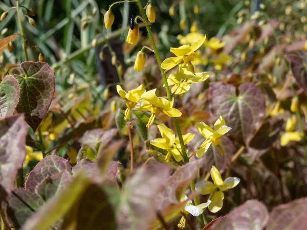 Barrenwort Epimedium Perralichicum Frohleiten Kwitnące Gromadami Jasnożółtych Kwiatów Wiosną — Zdjęcie stockowe