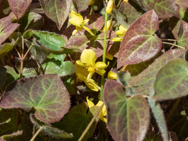 Barrenwort Epimedium Perralichicum Frohleiten Flowering Clusters Bright Yellow Flowers Spring — Stock Photo, Image