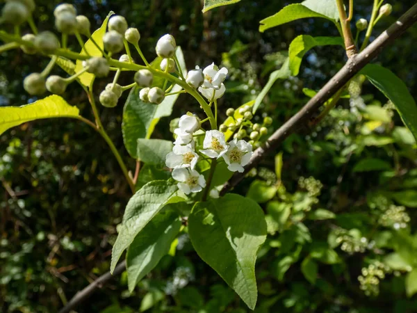 Colpo Primo Piano Fiori Bianchi Piccolo Albero Ciliegia Uccello Hackberry — Foto Stock