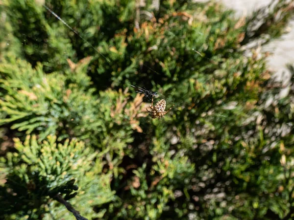 Araignée Jardin Européenne Araneus Diadematus Montrant Les Marques Blanches Travers — Photo