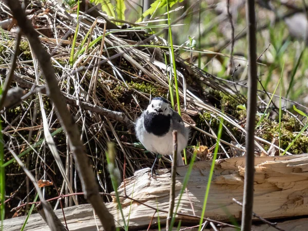 Wagtail Branco Motacilla Alba Com Plumagem Branca Preta Com Característica — Fotografia de Stock