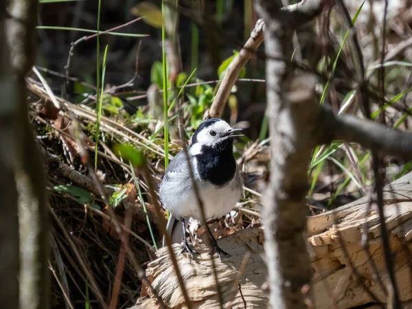 Wagtail Branco Motacilla Alba Com Plumagem Branca Preta Com Característica — Fotografia de Stock