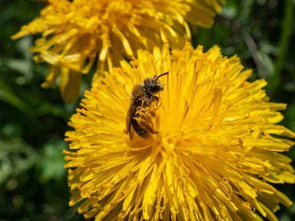 Macro Shot Van Een Enkele Bij Bedekt Met Geel Stuifmeel — Stockfoto