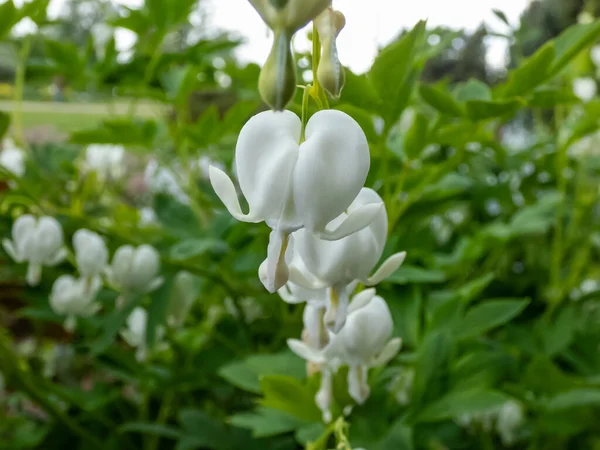 White bleeding heart (Dicentra spectabilis) \'Alba\' with divided, light green foliage and arching sprays of pure white, heart-shaped flowers with protruding white petals, which dangle above the foliage