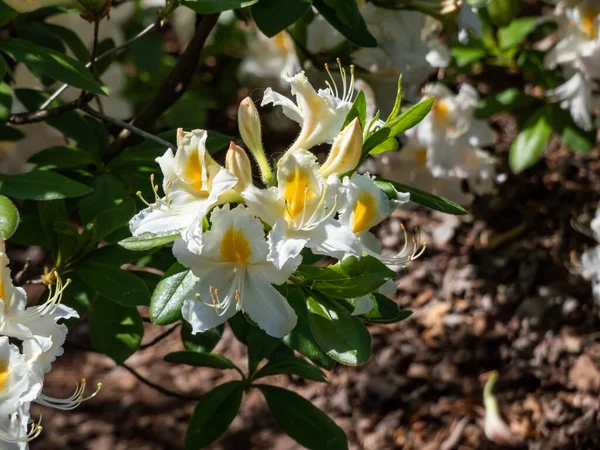 Close Tiro Rhododendron Polrzvaigzne Com Flores Brancas Com Ponto Amarelo — Fotografia de Stock