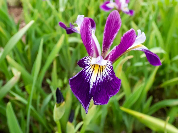 ロッキーマウンテン アイリス アイリス モンタナ の開花は青からラベンダーから白へ 深い紫色の花は萼片が深く薄紫色で 庭に黄白色の信号があります — ストック写真