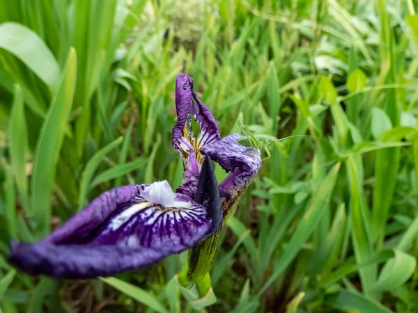 Iris Montaña Rocosa Iris Montana Que Florece Azul Lavanda Blanco — Foto de Stock