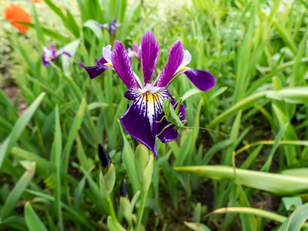 Macro Shot Green Grasshopper Rocky Mountain Iris Iris Montana Purple — Stock Photo, Image