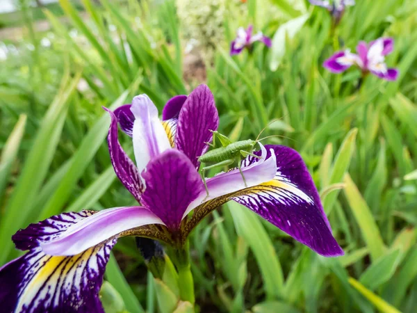 Photo Macro Une Sauterelle Verte Sur Une Fleur Violette Iris — Photo