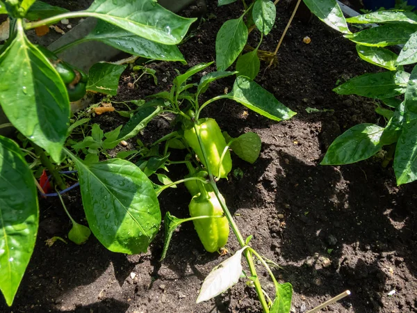 Szczelne Ujęcie Niedojrzałej Zielonej Papryki Dojrzewającej Latem Roślinach Rosnących Szklarni — Zdjęcie stockowe