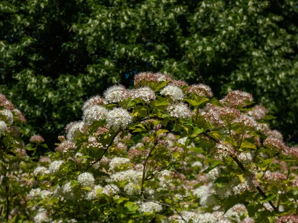 Обыкновенный Атлантический Просто Девятилистный Physocarpus Opulifolius Цветущий Белыми Цветами Парке — стоковое фото