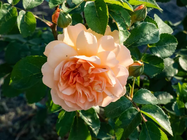 Rose Arbustive Anglaise Élevée Par David Austin Port Sunlight Fleurissant — Photo