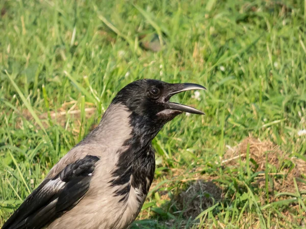 Kraaienkap Corvus Cornix Staat Grond Met Groen Gras Achtergrond Het — Stockfoto