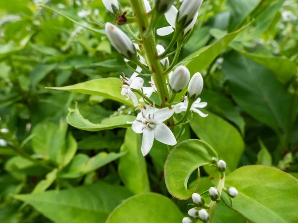 Collo Oca Sciolto Lysimachia Clethroides Fiorisce Con Piccoli Fiori Raggruppati — Foto Stock