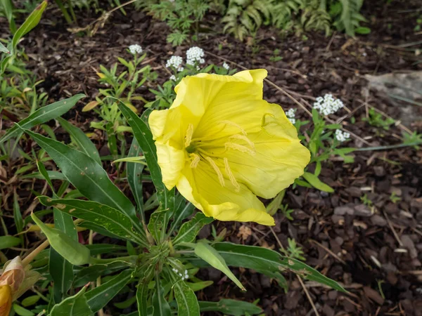 Macro Missouri Onagra Oenothera Missouriensis Con Flores Muy Grandes Solitarias —  Fotos de Stock