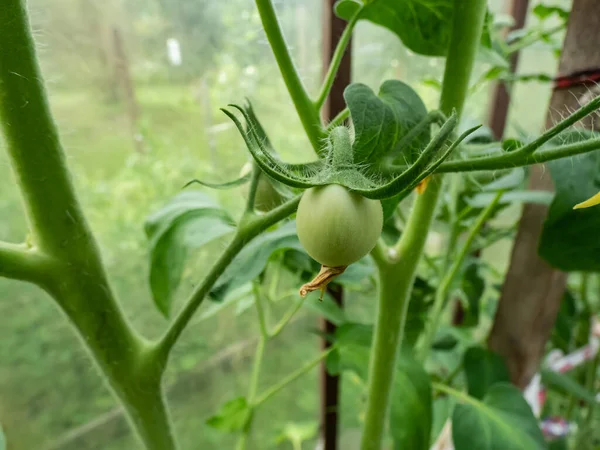 Närbild Skott Ekologiskt Odlade Omogna Gröna Tomater Som Växer Tomatplantor — Stockfoto