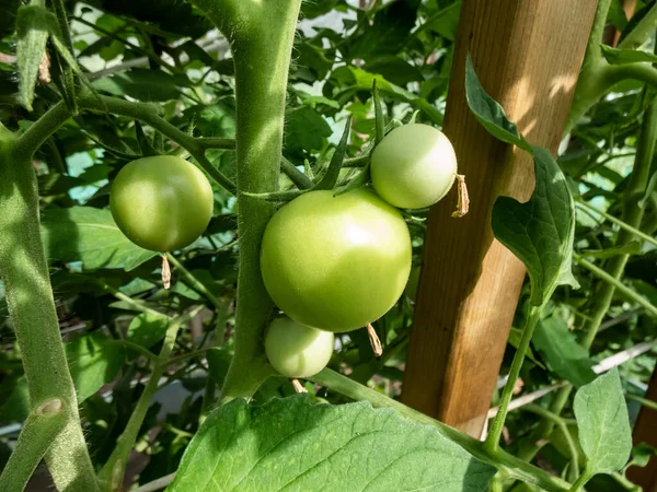 Szczelne Ujęcie Niedojrzałych Zielonych Pomidorów Rosnących Pomidorach Szklarni Koncepcja Uprawy — Zdjęcie stockowe