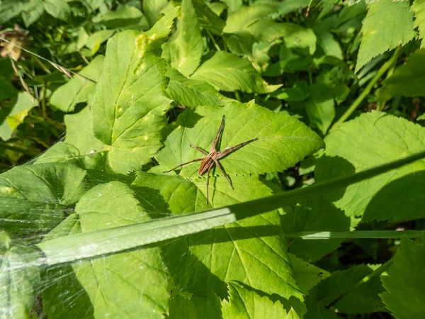 夏に太陽の光の下で緑の植物に長い足と細い腹部を持つ茶色い保育園網のクモ Pisaura Mirabilis のクローズアップ — ストック写真