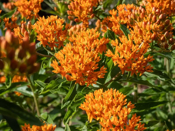 Kelebek otu (Asclepias tuberosa) bahçede yetişir ve yazın geniş turuncu çiçek sütunlarıyla çiçek açar.