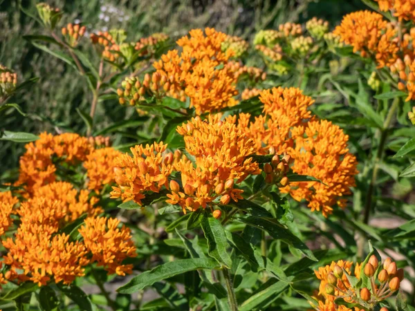 Kelebek otu (Asclepias tuberosa) bahçede yetişir ve yazın geniş turuncu çiçek sütunlarıyla çiçek açar.