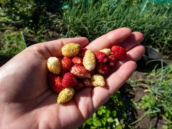 Handful of red and white ripe wild strawberries, Alpine strawberries or European strawberries (Fragaria vesca) with the garden and vegetable beds background. Wild strawberries on palm of woman\'s hand