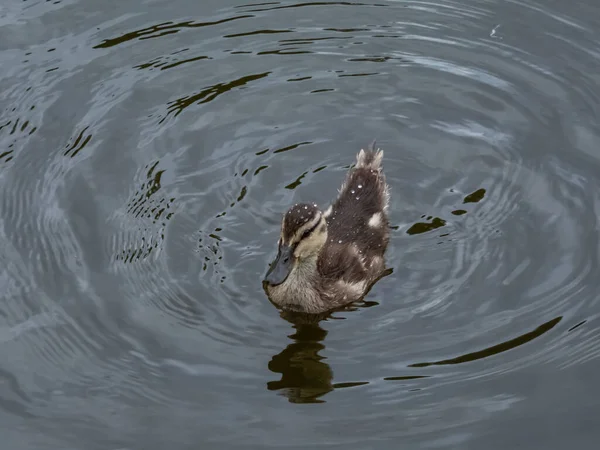 호숫가에서 헤엄치고 아름답고 솜털같은 오리나 아나스 플라시 의새끼 — 스톡 사진