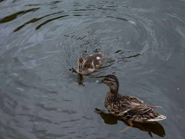 Beautiful Small Fluffy Duckling Mallard Wild Duck Anas Platyrhynchos Swimming — Stock Photo, Image