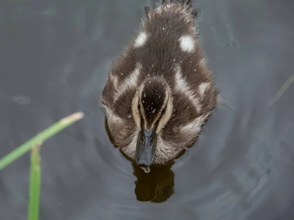 Hermoso Pequeño Esponjoso Patito Ánade Real Pato Salvaje Anas Platyrhynchos — Foto de Stock