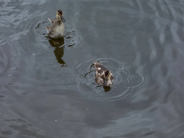 Beautiful Small Fluffy Ducklings Mallard Wild Duck Anas Platyrhynchos Swimming — Stock Photo, Image