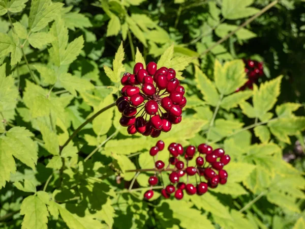 Macro Shot Poisonous Plant Red Baneberry Chinaberry Actaea Rubra Bright — Fotografia de Stock
