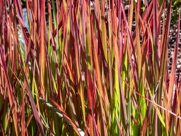 Bir Japon kan otu tarlası (Imperata silindiri) Kırmızı ve yeşil yapraklı Kızıl Baron bahçede bir süs bitkisi olarak yetişir.