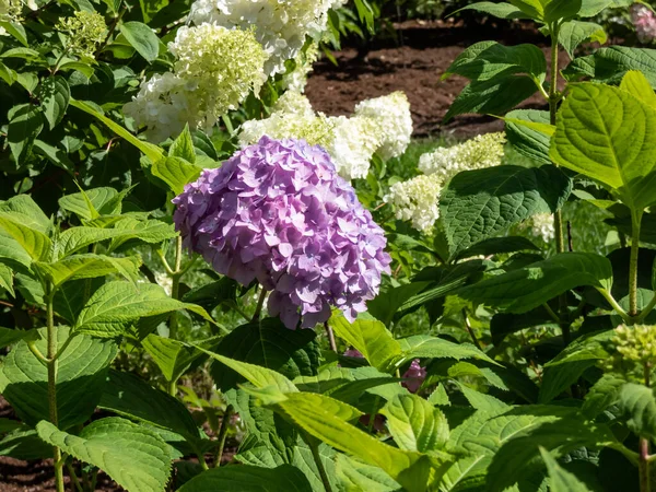 Nahaufnahme Der Blüten Punk Und Violettönen Der Hortensie Die Sommer — Stockfoto