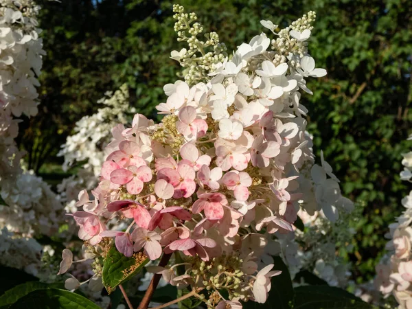 Hortensie Hydrangea Paniculata Pinky Winky Mit Großen Weißen Rispen Hochsommer — Stockfoto