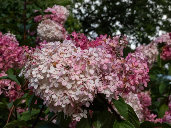 Paniculate Hydrangea Hydrangea Paniculata Vanille Fraise Renhy Flowering Fluffy Loose — Stock Photo, Image