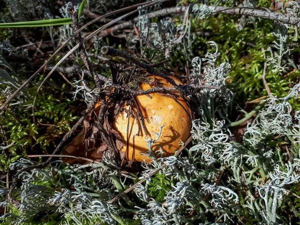 Nahaufnahme Eines Leuchtend Gelben Pilzes Rossula Der Herbst Wald Zwischen — Stockfoto