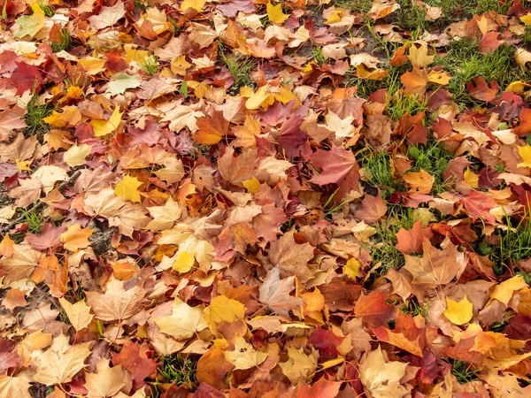 Ground Covered First Yellow Orange Red Maple Leaves Green Lawn — Stock Photo, Image